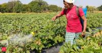 India boosts green ammonia for fertilisers