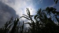 Weather, war send global food prices to over 3-year high in July