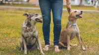 More dogs than children under the age of 15 in European households