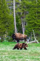 Two Montana Parks Land In Top Five Most Searched National Parks