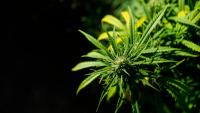 Hemp facing critical moment as federal ban on most products looms