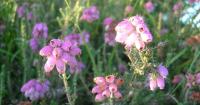 One of the New Forest’s most famous plants returns in late summer