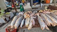 FISHERFOLK BLAME FALSE MV BARIMA POSTS FOR DROP IN SALES