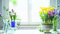 Visit Celebrate America's 250 Flower Show