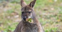 Wallaby escapes from local farm in Romsey causing mass confusion for residents