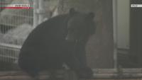Bear attack deaths in Japan hit record pace so far