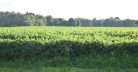 How are Delaware's farmers dealing with the drought and increased costs?