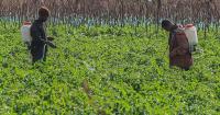 Kenyan farmers reject cyanide claims after 15 elephants die in Amboseli
