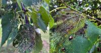 Leaves looking lacy? Japanese beetle populations are building in the Northwoods.