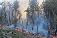 Forestry Teams Helped Tackle 10 Wildfires Across Bulgaria in 24 Hours