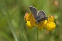 Butterflies Around the World Are Moving to New Habitats, Largely Because of Climate Change, a Study Suggests