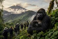 The Conservation Engine: How Rwanda Turned Endangered Species into Economic Capital