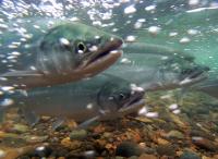 Bill introduced by Alaska’s Murkowski aims to promote use of eDNA analysis in fishery management
