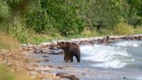 Alaska rangers close part of national park after second bear cub killing in a week