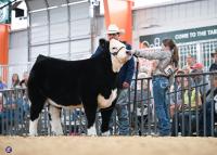 Colorado State Fair ready to welcome livestock