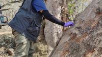 NCBS researchers find that tiger and leopard scents can help scientists monitor them in the wild