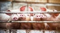 UK Government accused of snubbing pig farms in Aberdeenshire despite crisis caused by swine flu in Spain
