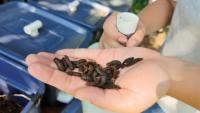 How these Delaware students are using hungry flies to fight food waste