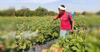 India seeks to boost domestic green ammonia supplies to fertiliser sector