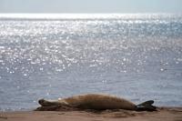 Viral Hawaiian Monk Seal Changes The Conversation On Molokaʻi