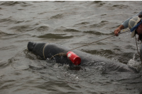 First documented manatee entanglement in Georgia leads to successful rescue