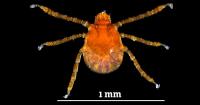 Customs officials intercept cattle fever tick arriving at Detroit Metro Airport