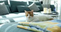 A guide to adopting a cat in the UAE