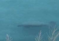 Manatee reportedly seen in local waters