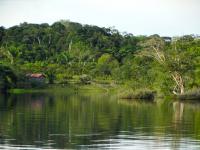 The Amazon’s Living Library of Plant Knowledge Is Disappearing Faster Than Expected