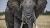 Elephant deaths spark food safety fears in Kenya