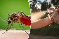 Brain-swelling disease carried by mosquitos is surging — with highest numbers so far in 22 years