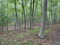Nature Matters: A clarion call for Clara’s Woods