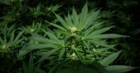 Hospital visits rise among frequent marijuana users with severe nausea, vomiting