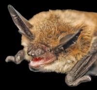 Oregon Health Authority warns people to avoid contact with bats