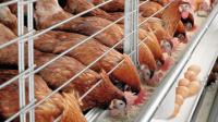 How Tanzanian poultry can access foreign markets-FAO