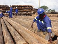FAO backs Ugandan wood enterprises to unlock value in forestry sector