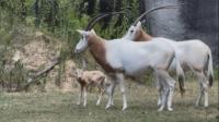 BREC's Baton Rouge Zoo welcomes baby Scimitar-horned oryx