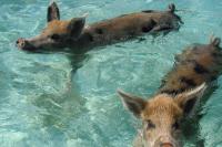 Cruise passenger feared rabies after bite from ‘swimming pig’ in Bahamas, lawsuit says