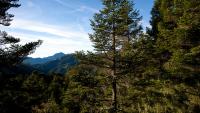 Scientists Looked for Giant Trees in Taiwan and Found a Lost World