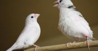 Science reveals birdsong shares hidden pattern with human language
