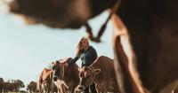 Dairy and beef linked to 41% of biodiversity damage caused by global farmland