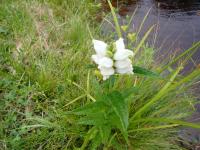 Wildlife pass through as rain hits the North Country