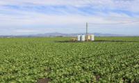 Large US Cyclospora outbreak expands to 6 more states