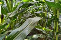 Not Every Spot Is the Same: Identifying Corn Leaf Diseases