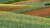 Hungary unveils rescue package for farmers hit by drought and heatwave