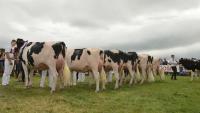 Who is judging the dairy classes at Tullamore Show?