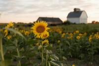 Planned USDA Restructuring Will Hurt Farmers Already at the Brink, Advocates Say