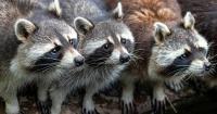 Alabama Department of Public Health: Raccoon in Montgomery confirmed positive for rabies