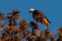 Guest column: Dead Central Oregon raptors should be tested for poison