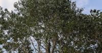 Quaking aspen: Friendly trees for your farmstead